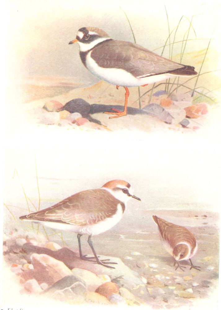 BRITISH BIRDS. Ringed Plover; Kentish Plover. THORBURN 1925 old vintage print